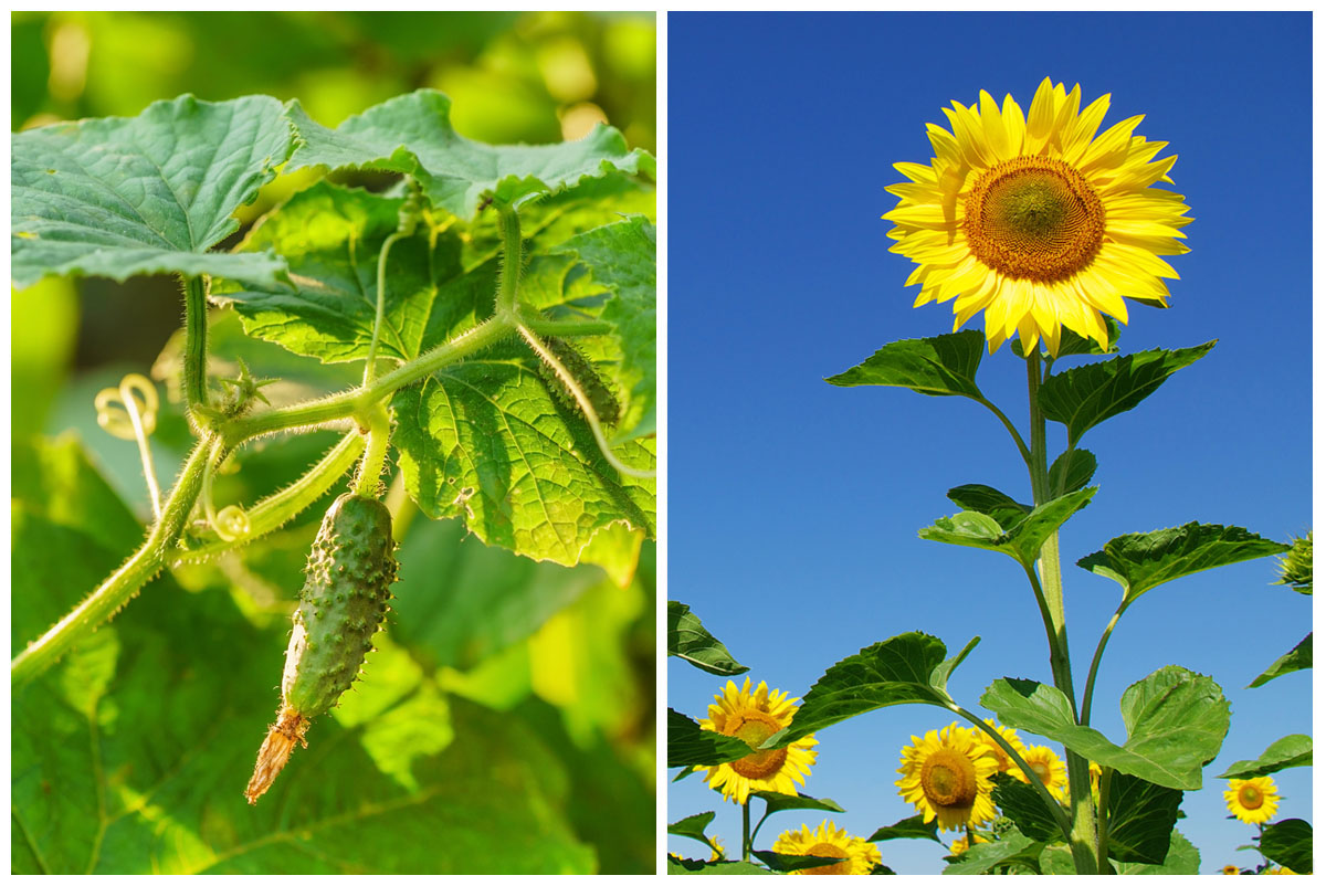 Cucumber and sunflower